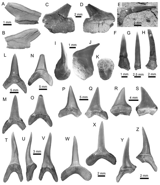 Echinorhiniformes, Pristiophoriformes, Orectolobiformes and Lamniformes of the Montañita-Olón site (Dos Bocas Formation).