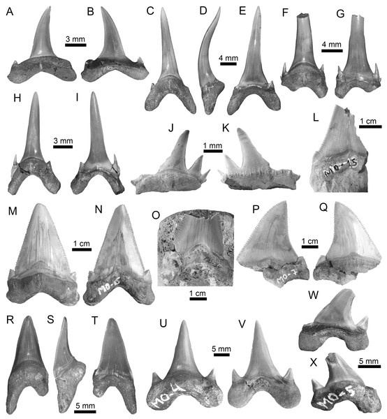 Lamniformes of the Montañita-Olón site (Dos Bocas Formation).