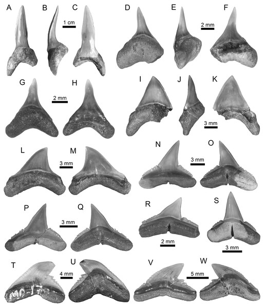 Lamniformes and Carcharhiniformes of the Montañita-Olón site (Dos Bocas Formation).