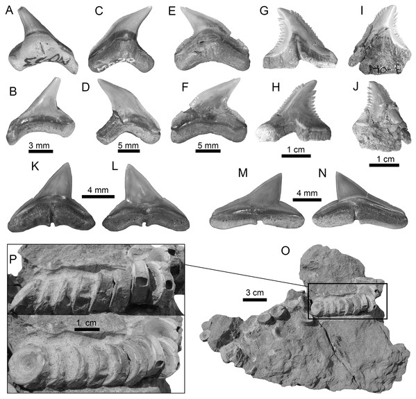 Carcharhiniformes of the Montañita-Olón site (Dos Bocas Formation).