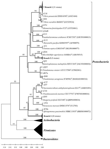 Phylogenetic tree of the protease-producing Proteobacteria isolated from Scleractinian corals based on 16S rRNA gene sequences.