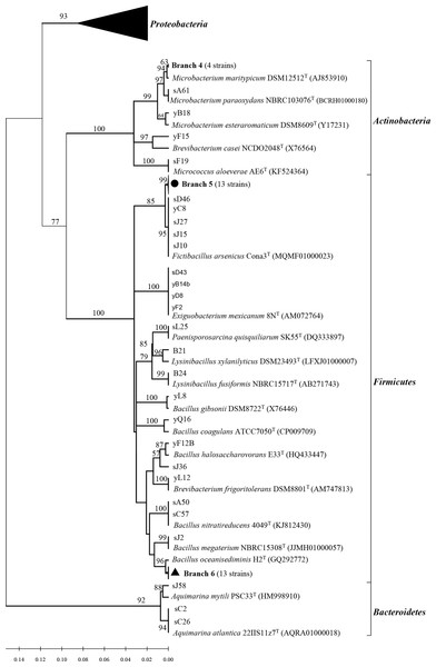 Phylogenetic tree of the protease-producing Actinobacteria, Firmicutes and Bacteroidetes isolated from Scleractinian corals based on 16S rRNA gene sequences.