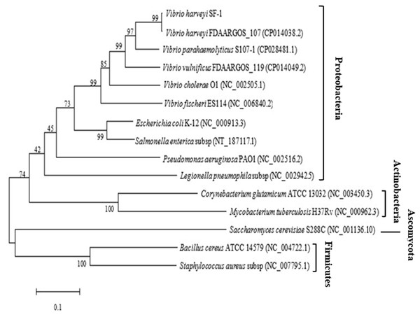 Phylogenetic tree based on the multiple sequence alignment of ygjD genes from different strains.