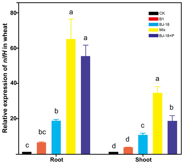 The relative expression of nifH in the host plant tissues.