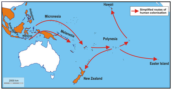 Schematic map showing simplified routes of human-aided dispersal of Polynesian rats, Rattus exulans.