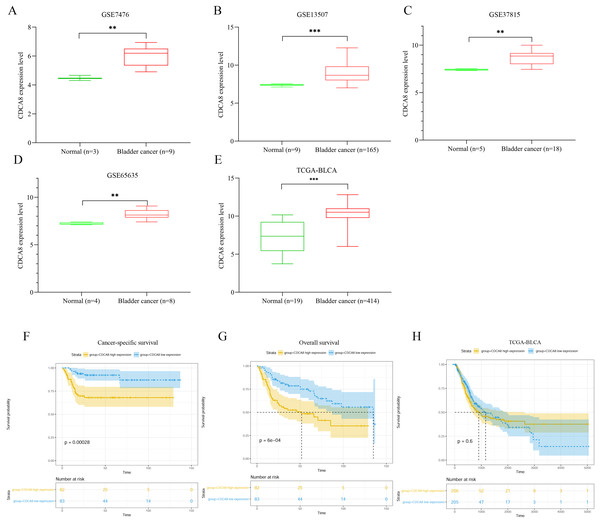 Analysis of CDCA8 expression and prognosis in bladder cancer.