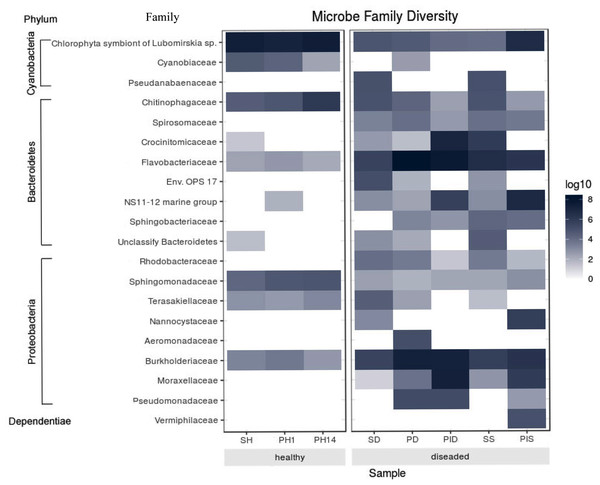 Heatmap shows the family with significant differences of relative abundances amongst the two groups.