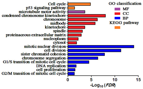 Enriched GO terms and KEGG pathways of the DEGs.