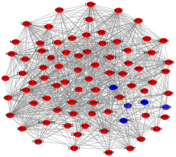 Protein–protein interaction network of DEGs.