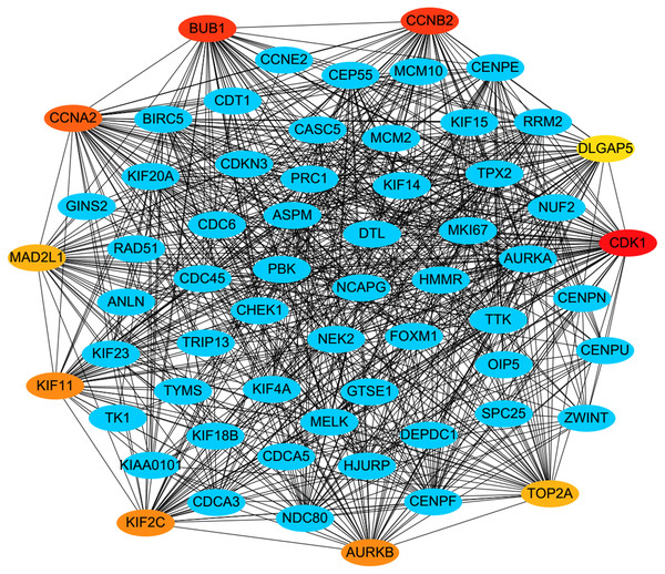 A PPI network for the hub genes identified with the Cytoscape.