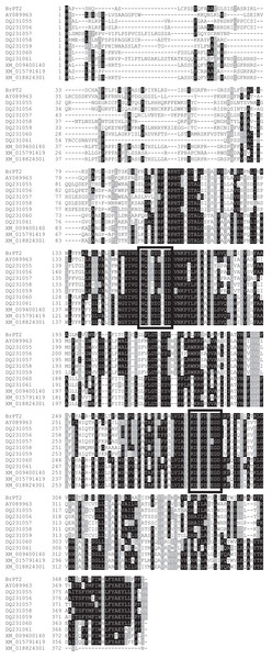 Comparison of the amino acid sequence of Boesenbergia rotunda, BrPT2 with other prenyltransferases.