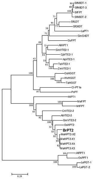 Phylogenetic tree of BrPT2.