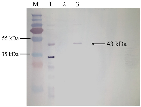 Western blot analysis of BrPT2 recombinant protein expressed in B. rotunda cell suspension culture.
