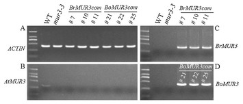 Identification of two functional xyloglucan galactosyltransferase ...