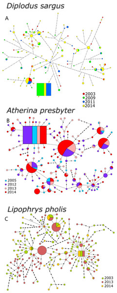 Haplotype network for the CR of (A) Diplodus sargus, (B) Atherina presbyter and (C) Lipophrys pholis.