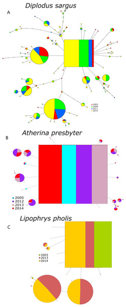 Haplotype network for the S7 of (A) Diplodus sargus, (B) Atherina presbyter and (C) Lipophrys pholis.