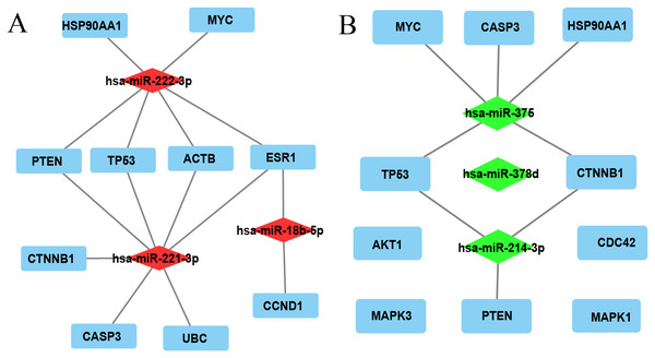 The miRNA-hub gene network was constructed using Cytoscape software.