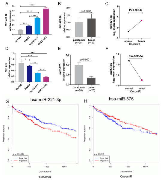The expression and prognostic roles of miR-221-3p and miR-375 in HCC.