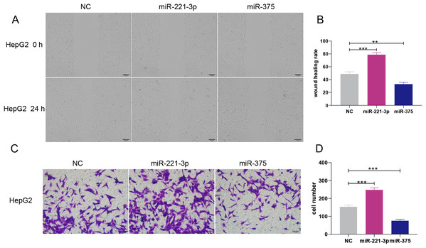 Overexpression of miR-221-3p and miR-375 enhanced and suppressed, respectively, the migration and invasion of HepG2 cell lines.