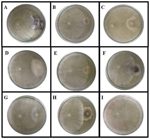 Dual culture plate assay between some endophytic fungi against the pathogen A. rolfsii.