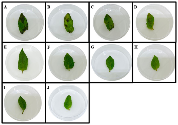Symptoms caused by compounds toward S. lycopersicum leaf disks at different concentrations after 18 h.