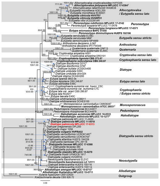 Phylogram generated from RAxML analysis based on a combined ITS and β-tubulin sequence data.