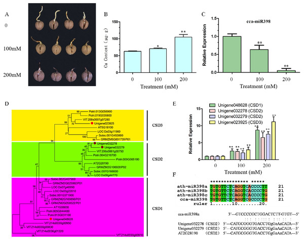 Copper sulfate stress assays and expression of related genes in hickory roots.