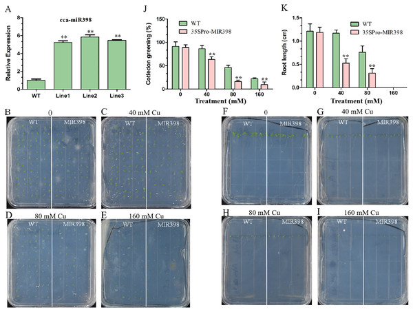 Cotyledon greening and roots growth responses of transgenic Arabidopsis to copper sulfate stress.