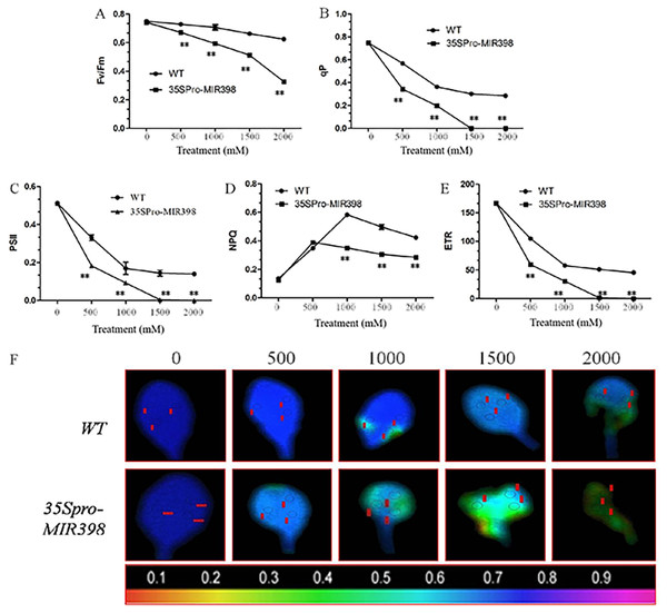 Effects of copper sulfate on chlorophyll fluorescence parameters in the leaves of WT and transgenic Arabidopsis.