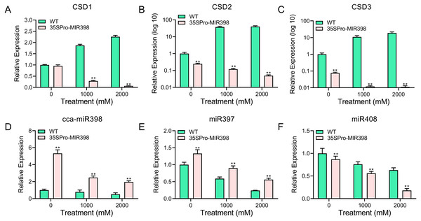 qRT-PCR analysis of cca-miR398, target genes, and copper-responsive miRNAs in WT and transgenic plants subjected to progress copper sulfate stress.