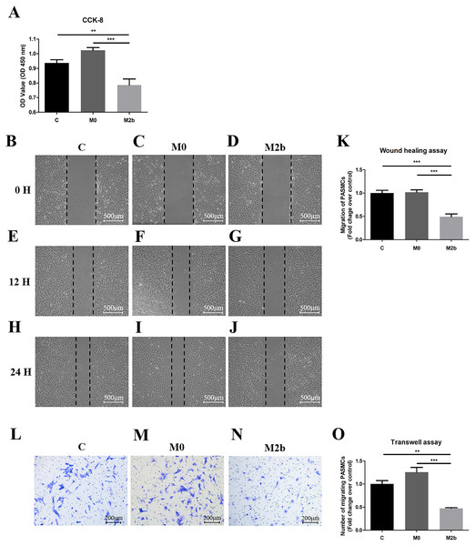 Conditioned medium from M2b macrophages inhibited the proliferation and migration of PASMCs.