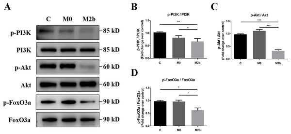 Conditioned medium from M2b macrophages inhibited the PI3K/Akt/FoxO3a signaling pathway.