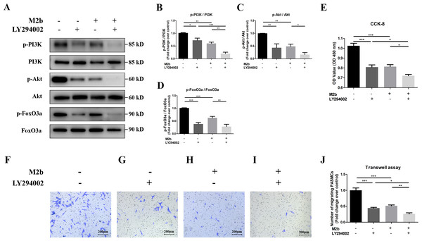 Conditioned medium from M2b macrophages may inhibit the proliferation and migration of PASMCs by deregulating the PI3K/Akt/FoxO3a signaling pathway.