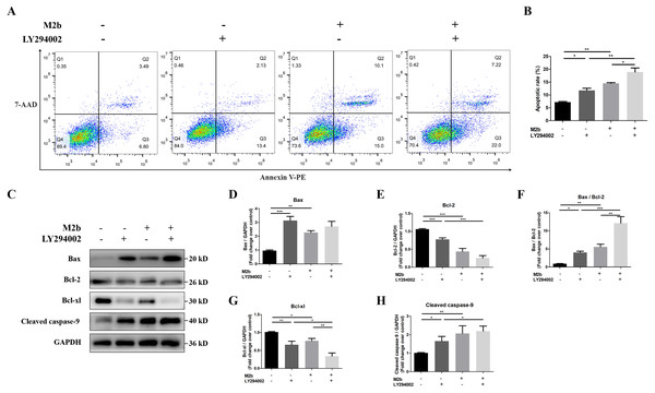 Conditioned medium from M2b macrophages may inhibit apoptosis resistance in PASMCs by deregulating the PI3K/Akt/FoxO3a pathway.