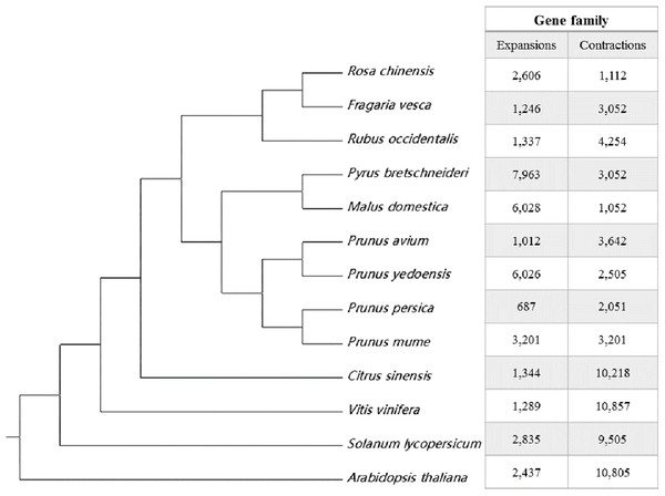 Species tree and gene family expansion analysis of 13 plant species.