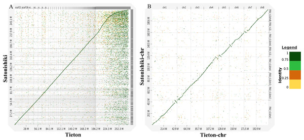 Synteny analysis between sweet cherry (Prunus avium) cv. Tieton genome and cv. Satonishiki genome.