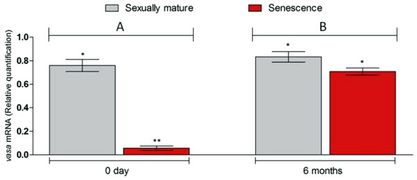 Changes in vasa. gene transcript levels in senescence and control C. auratus gonads between 0 day (A) and six months (B).