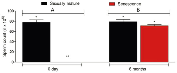 Sperm density in senescent recipients and non-transplanted (negative control) C. auratus between 0 day (A) and 6 months (B) after spermatogonial cell therapy.