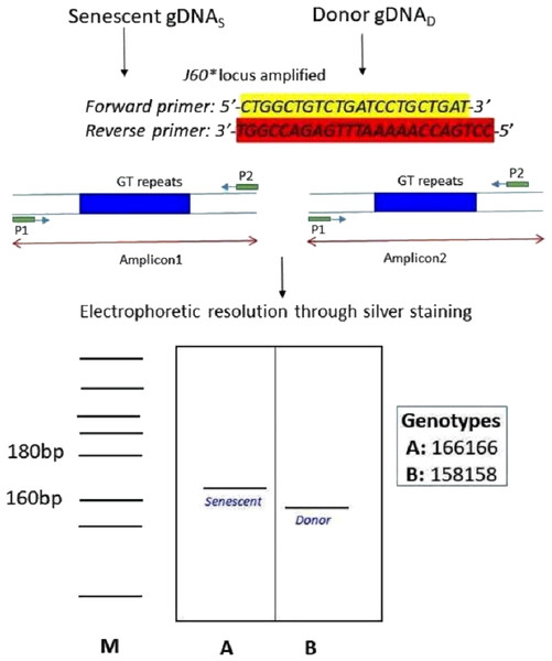 Schematic illustration of species-specific microsatellite loci J60* amplifying both senescent (recipient) and donor genomic DNA.