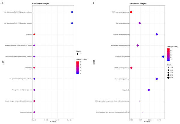 (A) miRNA GO and (B) pathway enrichment analyses closely associated with hub genes.