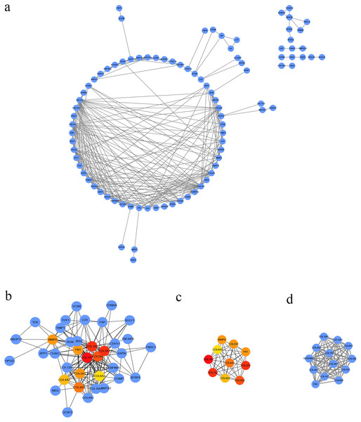 PPI network of DEGs.