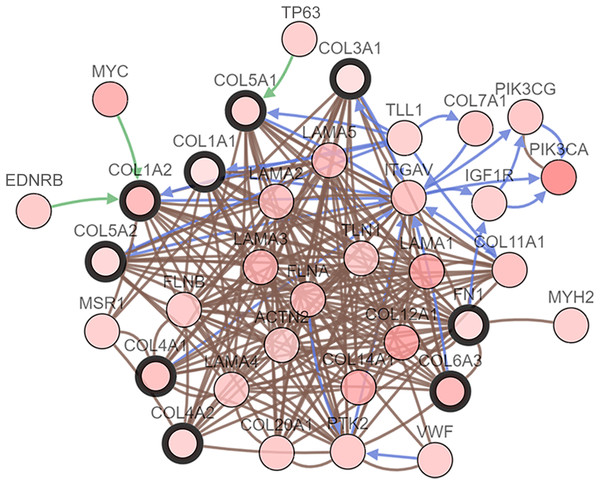 Interaction network hub gene analysis.