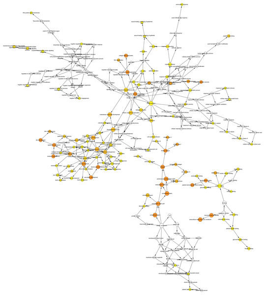 The interaction network’s biological process analysis.