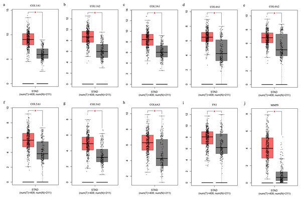 (A-J) Boxplots showing the hub gene expression differences between GC and normal tissues.