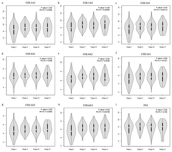 Stage plots of GC hub genes.