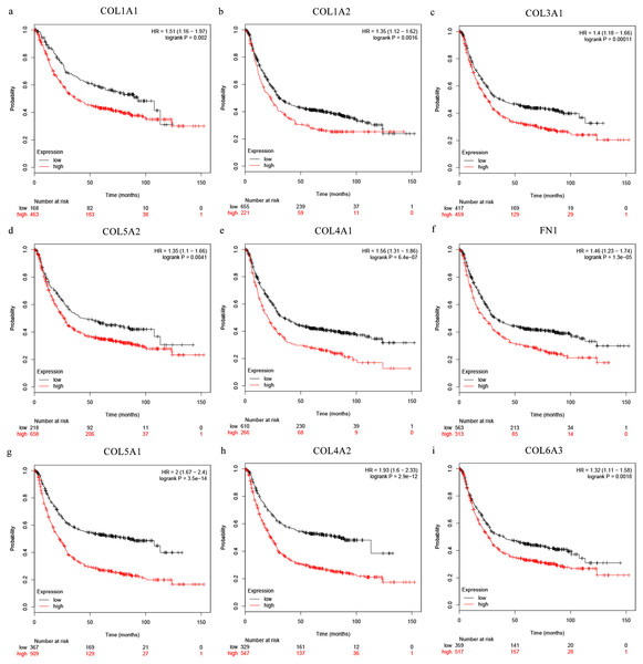 Overall survival analysis of the nine hub genes ((A) COL1A1, (B) COL1A2, (C) COL3A1, (D) COL5A2, (E) COL4A1, (F) CFN1, (G) COL5A1, (H) COL4A2, and (I) COL6A3) were plotted using the Kaplan–Meier online platform.