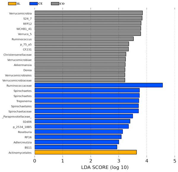 Bacterial taxa differentially represented in ileum (IL), cecum (CE), and colon (CO) gut locations in wild pigs identified by LEFSe using an LDA score threshold of >2.0.