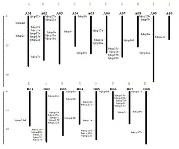 Genome-wide identification and characterization of TCP family genes in ...