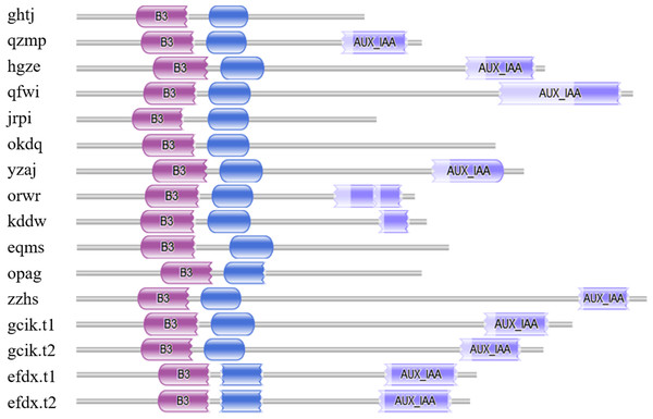 Conservative domains analysis of BvARF.