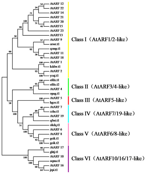 Phylogenetic relationships of BvARF and AtARF proteins.